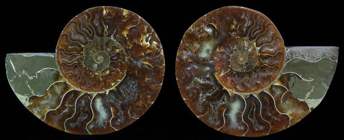 Sliced Fossil Ammonite Pair - - Million Years Old #51477